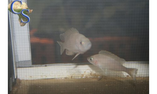 Neolamprologus leloupi